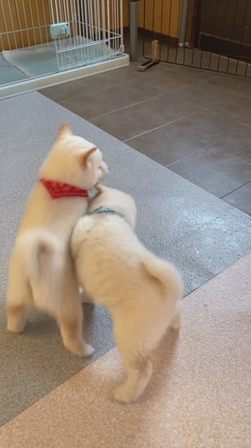 白柴犬のワンプロ