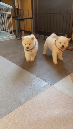 白柴犬のワンプロ