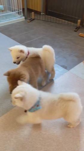 白柴犬のワンプロ