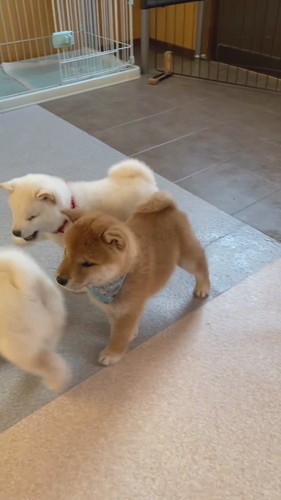 白柴犬のワンプロ