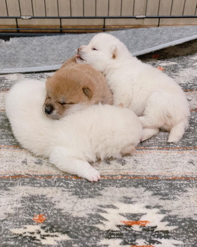 白柴犬のワンプロ