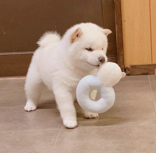 白柴犬のワンプロ