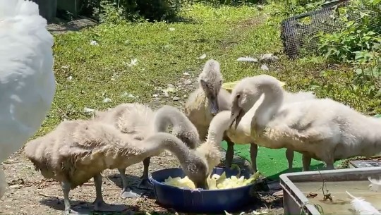 東武動物公園は12月22日、コブハクチョウが鳥インフルエンザに感染している疑いがあるとして、臨時休園を発表