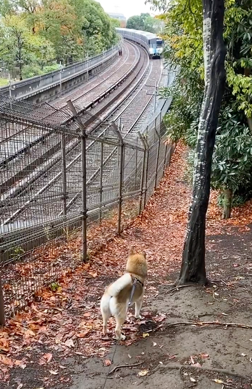 警笛を鳴らしてもらう鉄ヲタワンコ