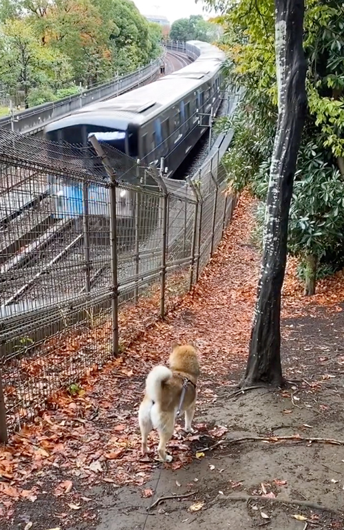 警笛を鳴らしてもらう鉄ヲタワンコ