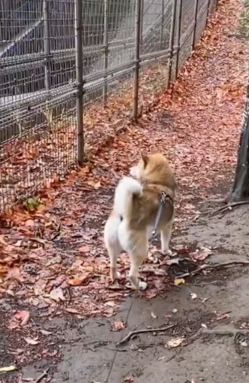 警笛を鳴らしてもらう鉄ヲタワンコ