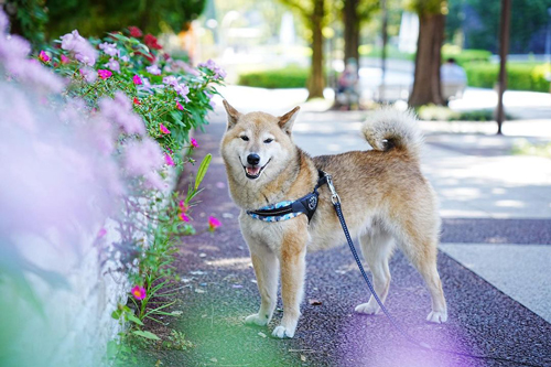 花と柴犬