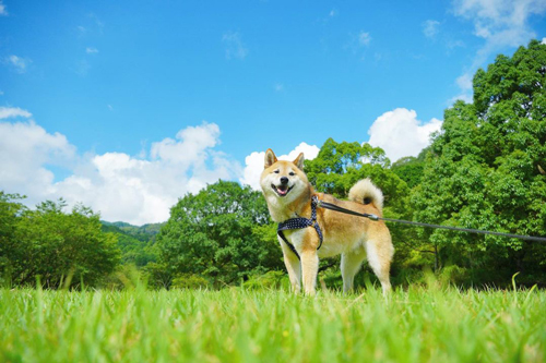 夏の青空と柴犬