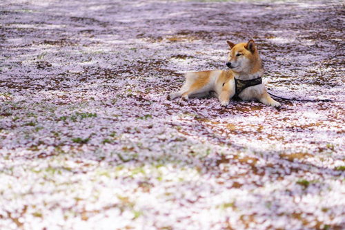 こんなお部屋だったらいいのに