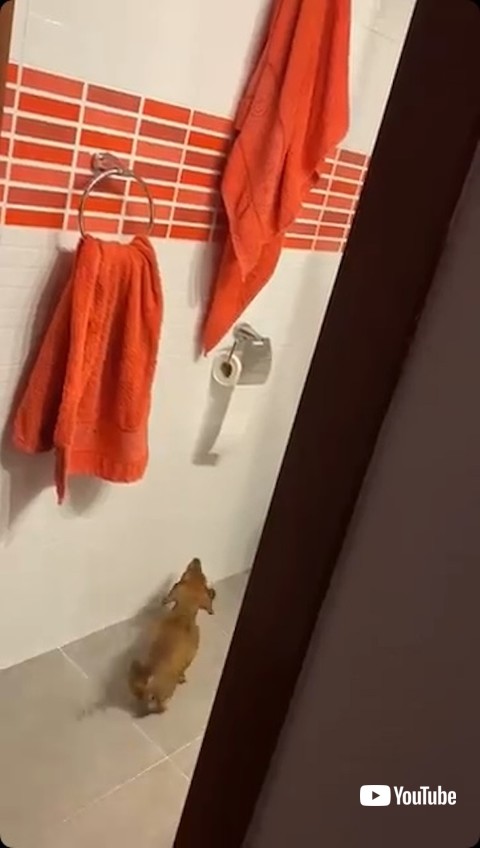 トイレットペーパーをながめる犬