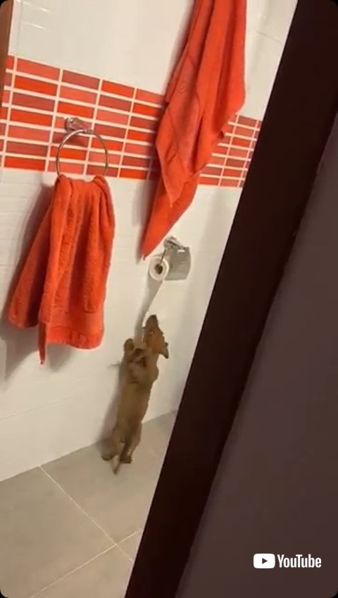 トイレットペーパーをかむ犬