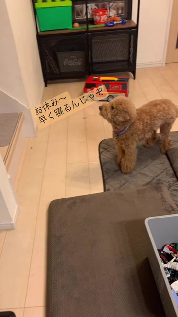 おやすみ〜