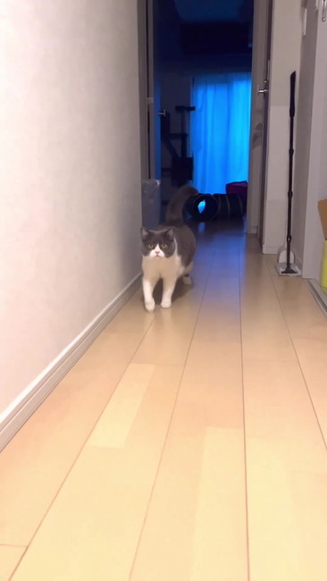 こっちくるまる