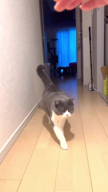 手を出す飼い主