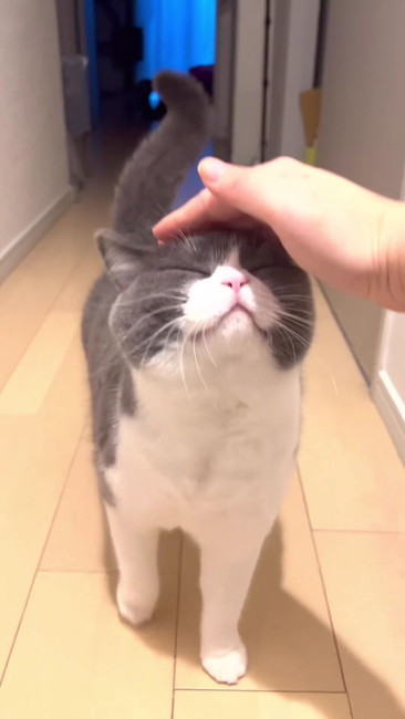 なでてもらった