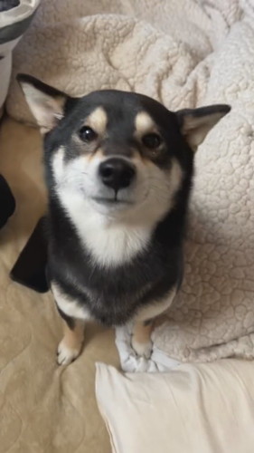 「ぺっこぺっこ」