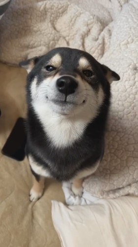 「ぺっこぺっこ」