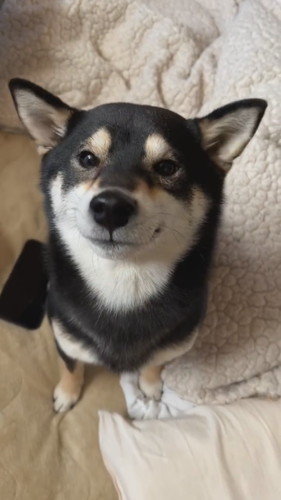 「ぺっこぺっこ」