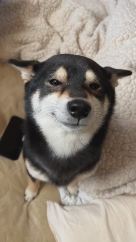 「ぺっこぺっこ」