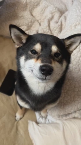 「ぺっこぺっこ」