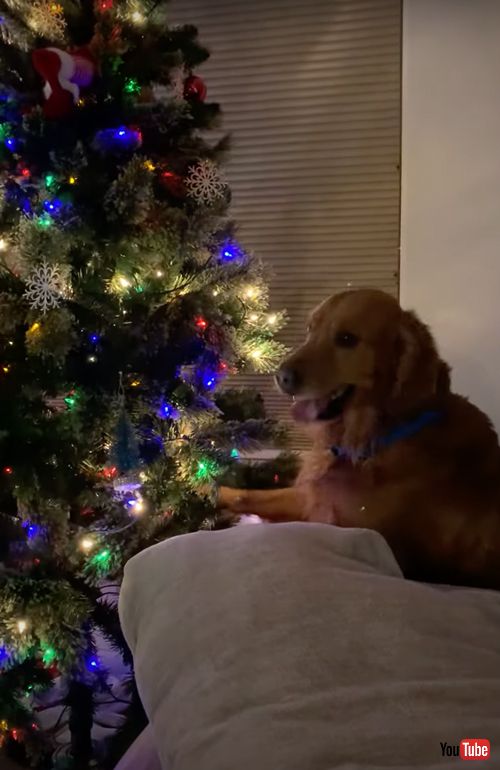 クリスマスツリーにイタズラするワンコ