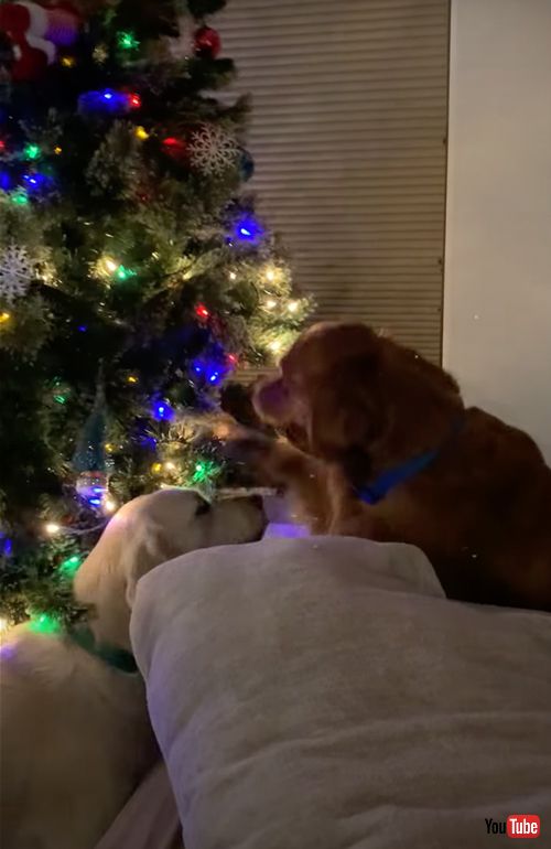 クリスマスツリーにイタズラするワンコ