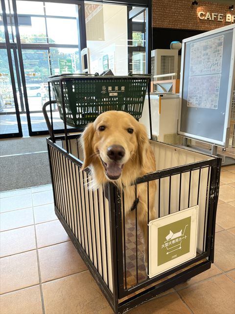 ペットカート入ってるワンコ