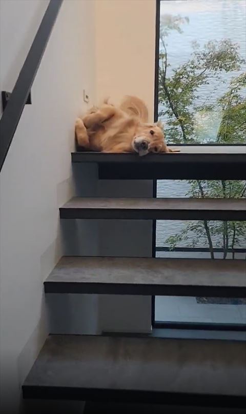 階段にいるワンコ少し近く