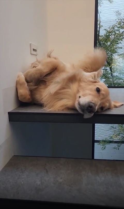 階段にいるワンコかなり近く