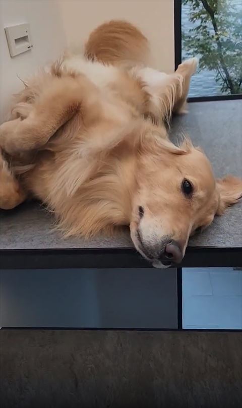 ヘソ天ワンコ前から