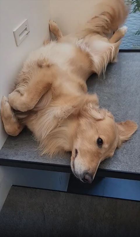 ヘソ天ワンコ上から