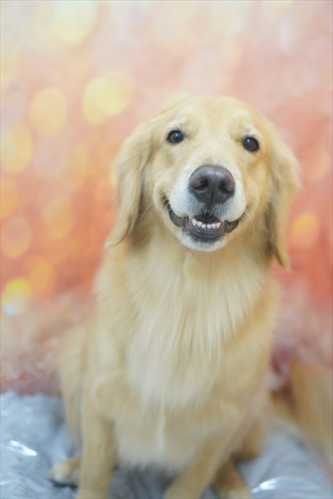 背景オレンジ笑顔のワンコ