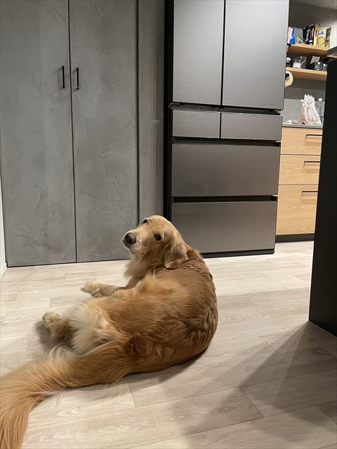 冷蔵庫の前にいるワンコ