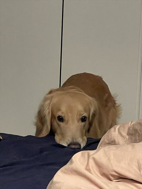 ベッドの横にいるワンコ