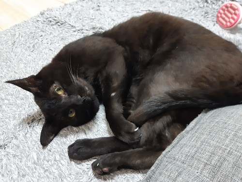 保護猫