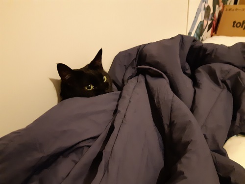 洋服に隠れる猫