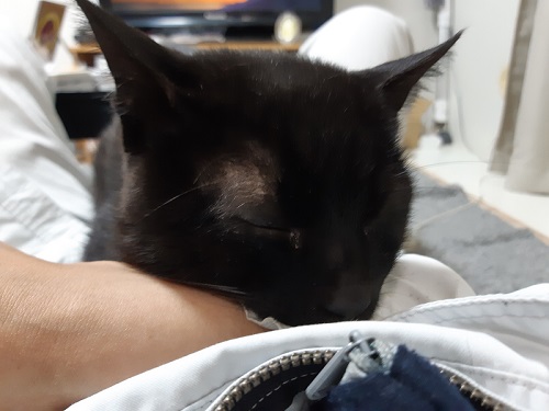 腕の上で寝てる猫