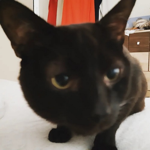 アップの猫ちゃん