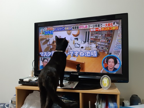 テレビ見る猫ちゃん