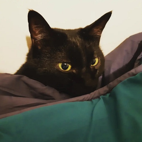 猫ちゃんアップ