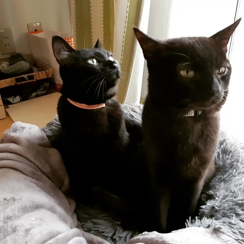 猫ちゃん2匹正面