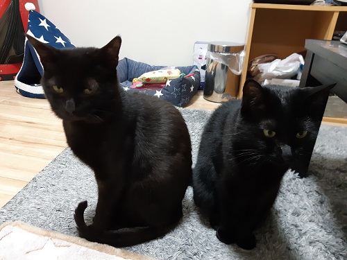 背中を合わせる2匹