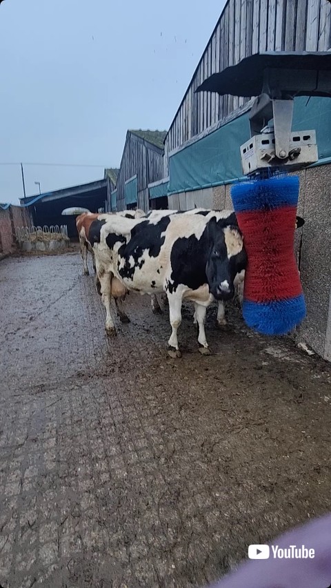 ブラシに顔を当てる牛