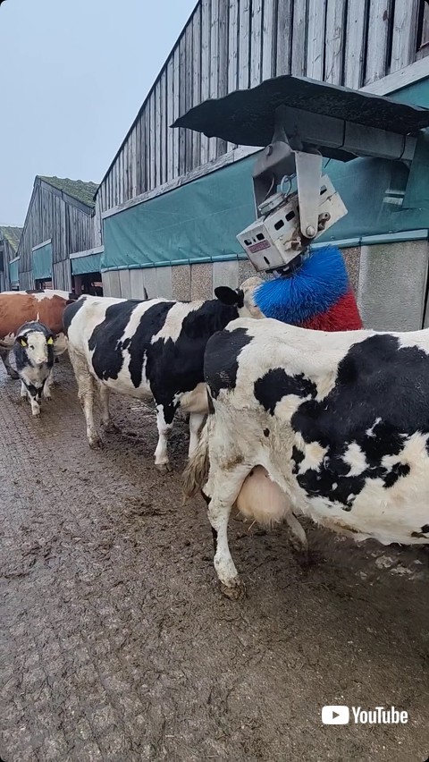 ブラシが体に当たる牛