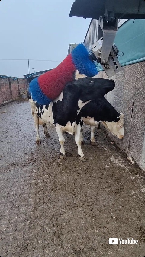 気持ちよさそうにブラシされる牛