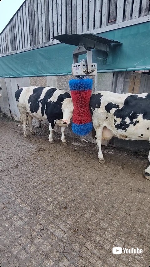 ブラシされる他の牛