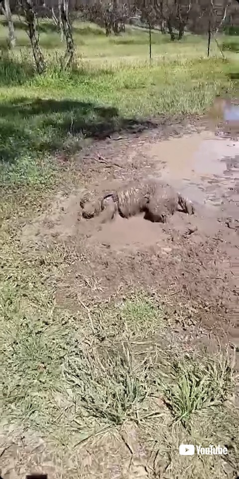 泥の中ではしゃぐ犬