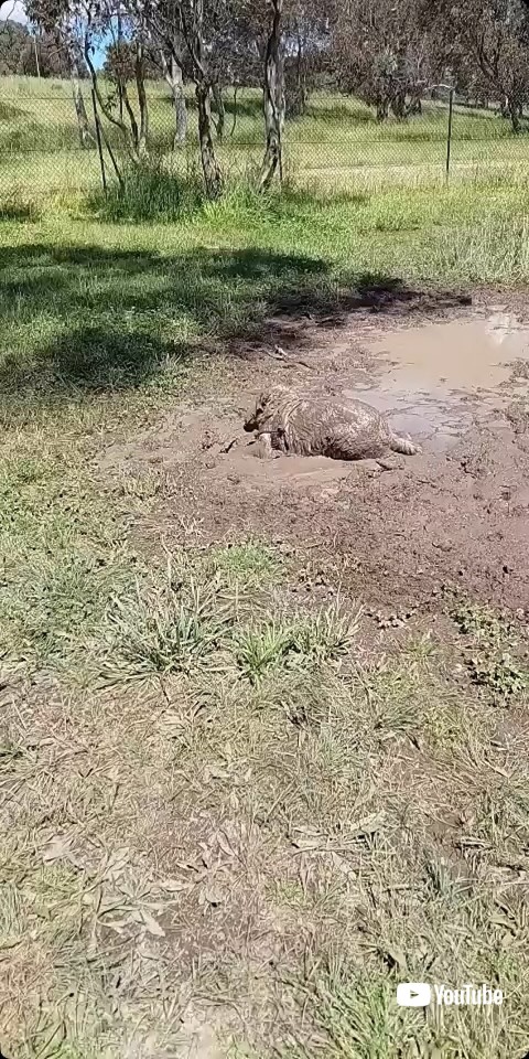 泥の中で暴れる犬
