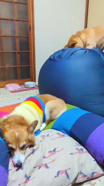 下にはハルちゃん