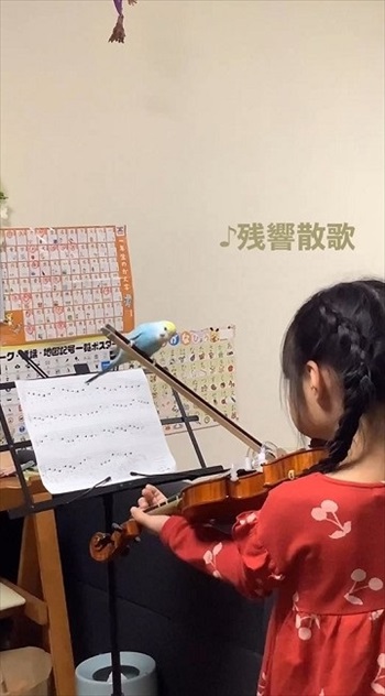 バイオリンの練習に参加するインコ